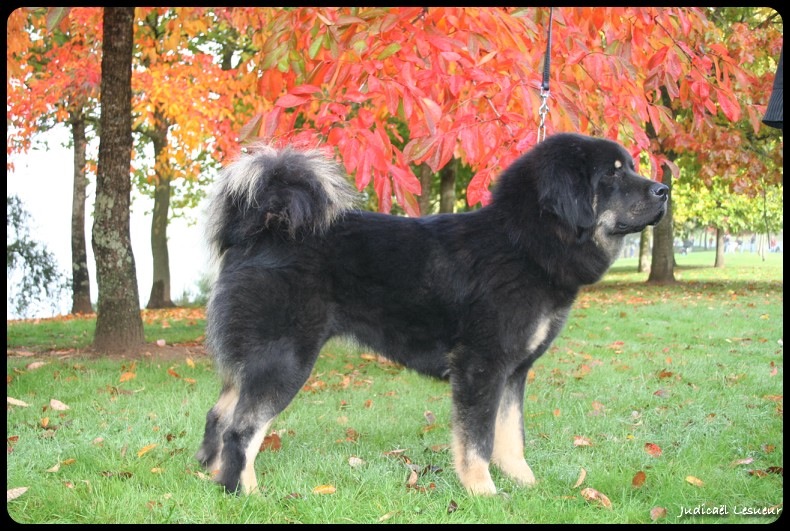 C ' tsèn yar-kha du domaine de Toundra