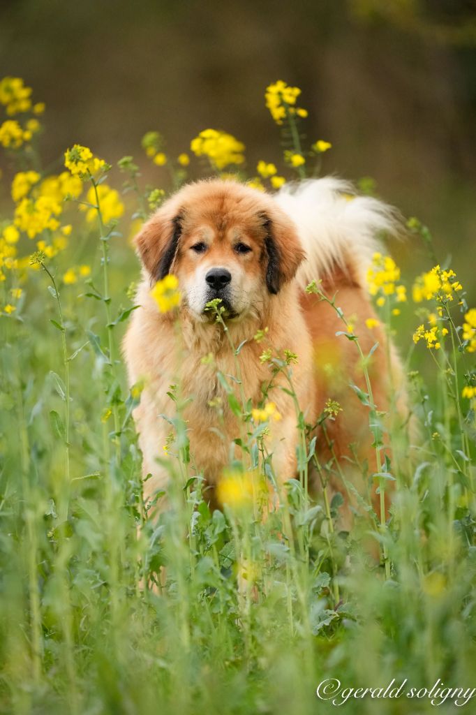 Une star nommée shokai du domaine de Toundra