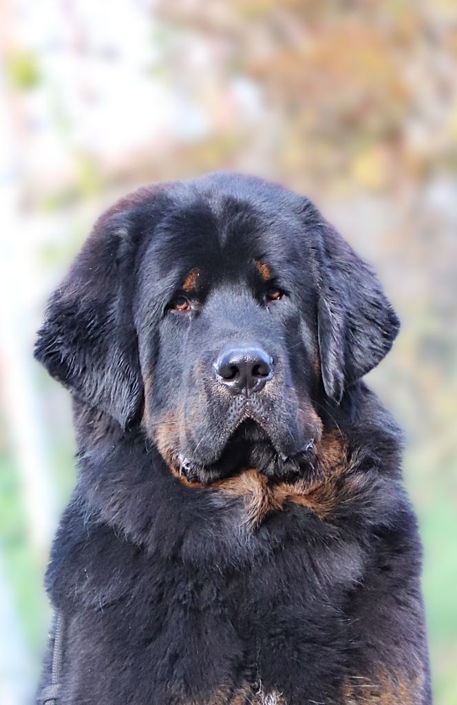 Van helsing fortunately tibet