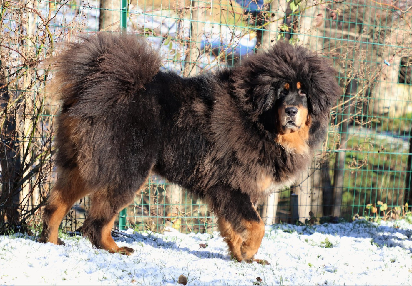 Les bébés de Ru-Lan sont nés