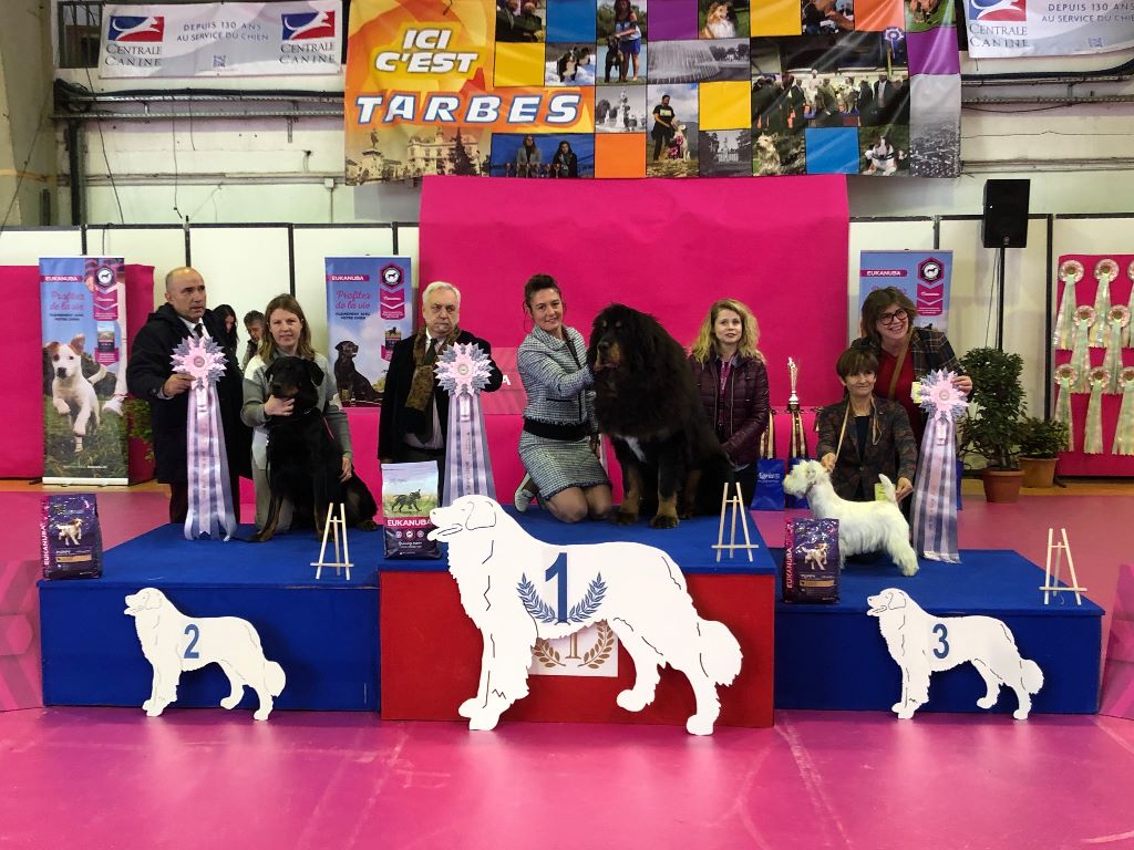du domaine de Toundra - OUR-KHAN BEST IN SHOW JEUNE A TARBES
