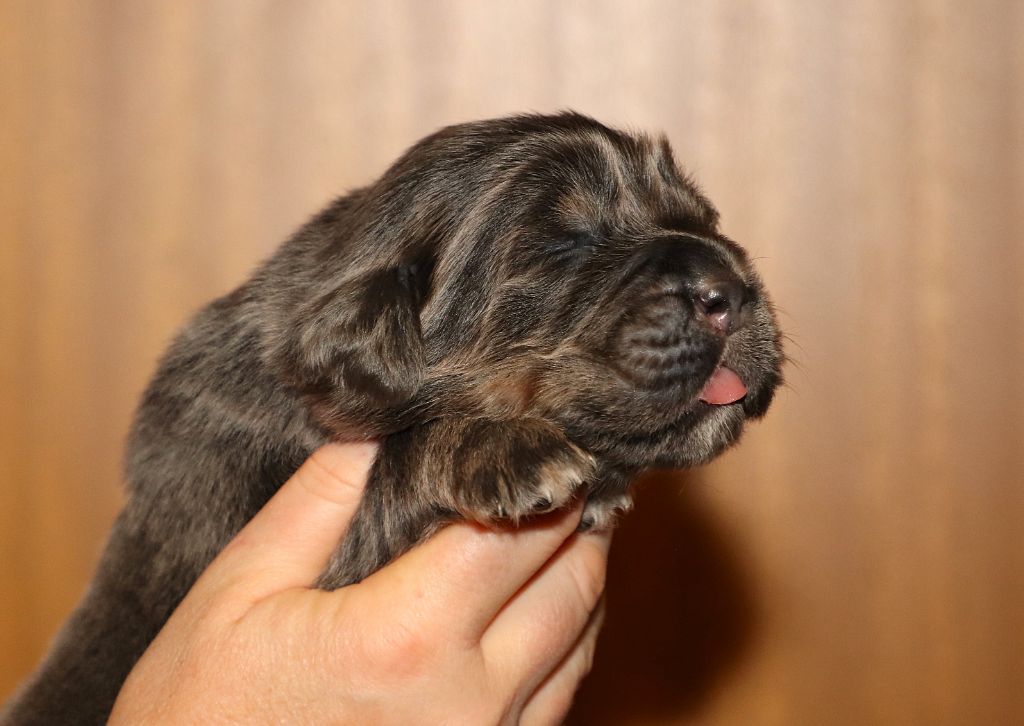 du domaine de Toundra - Chiots disponibles - Dogue du Tibet