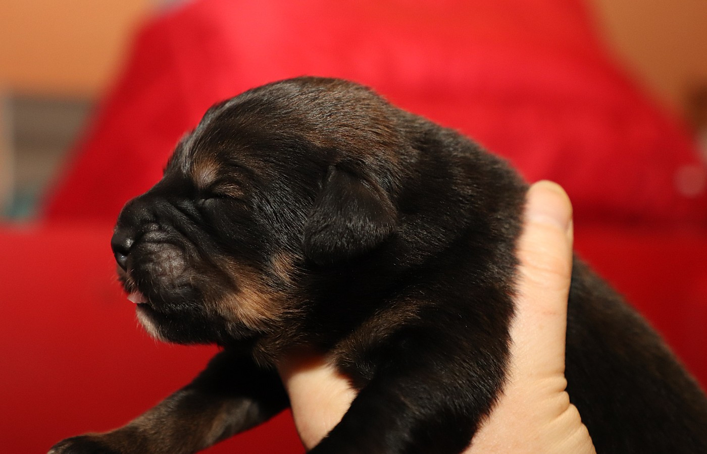 du domaine de Toundra - Chiots disponibles - Dogue du Tibet