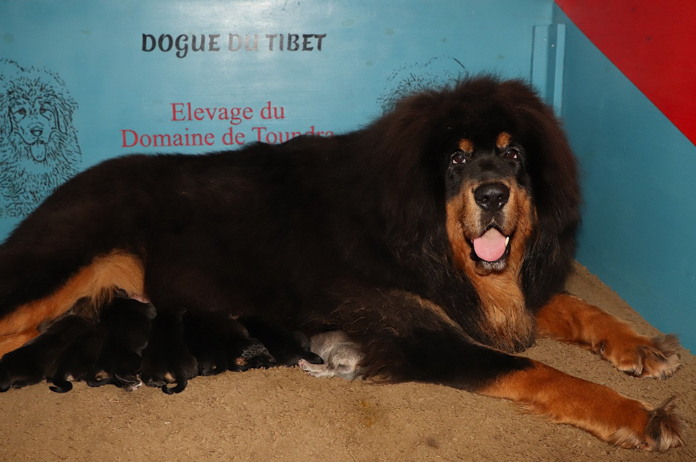 du domaine de Toundra - Dogue du Tibet - Portée née le 27/11/2025