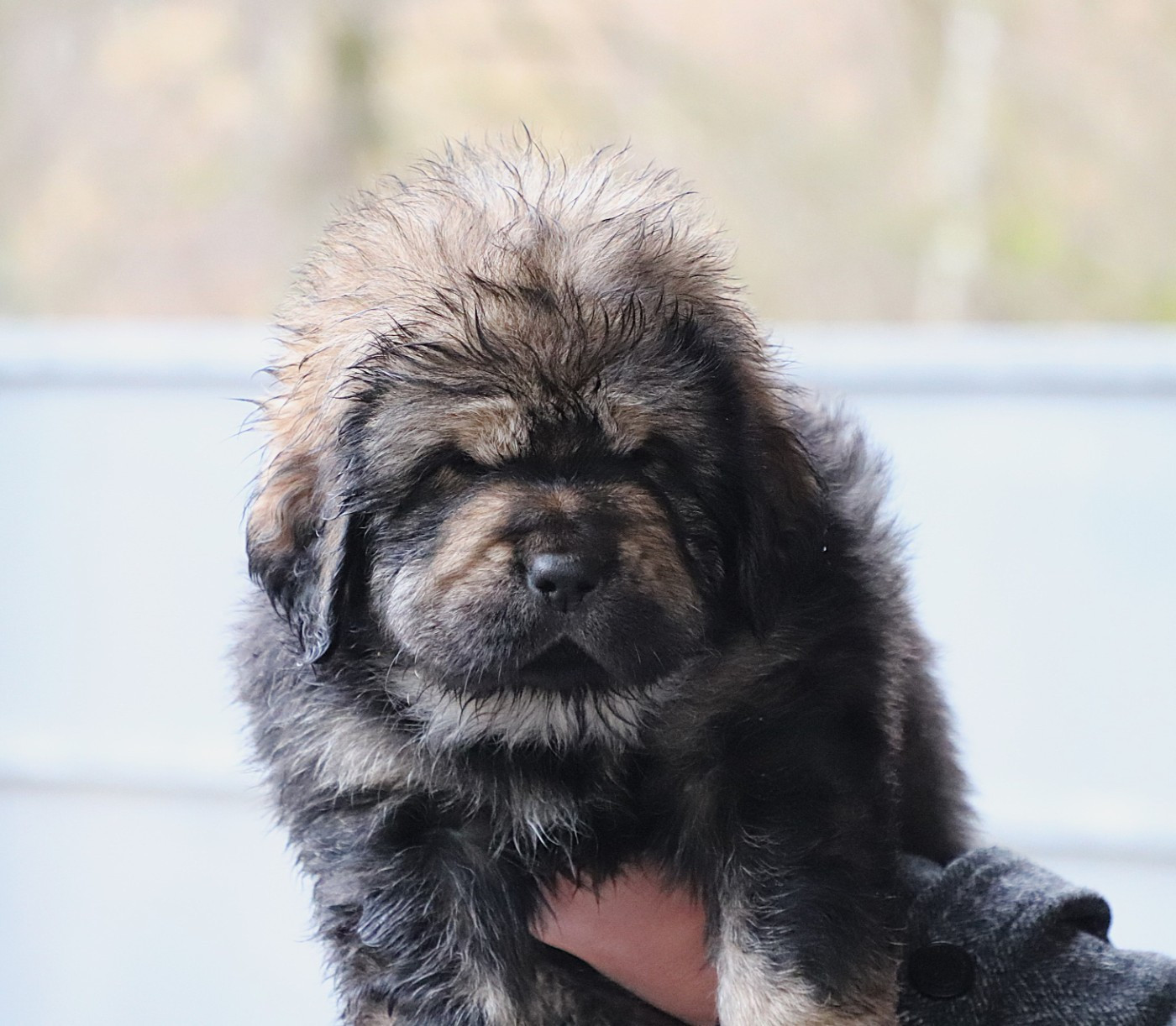 du domaine de Toundra - Chiots disponibles - Dogue du Tibet