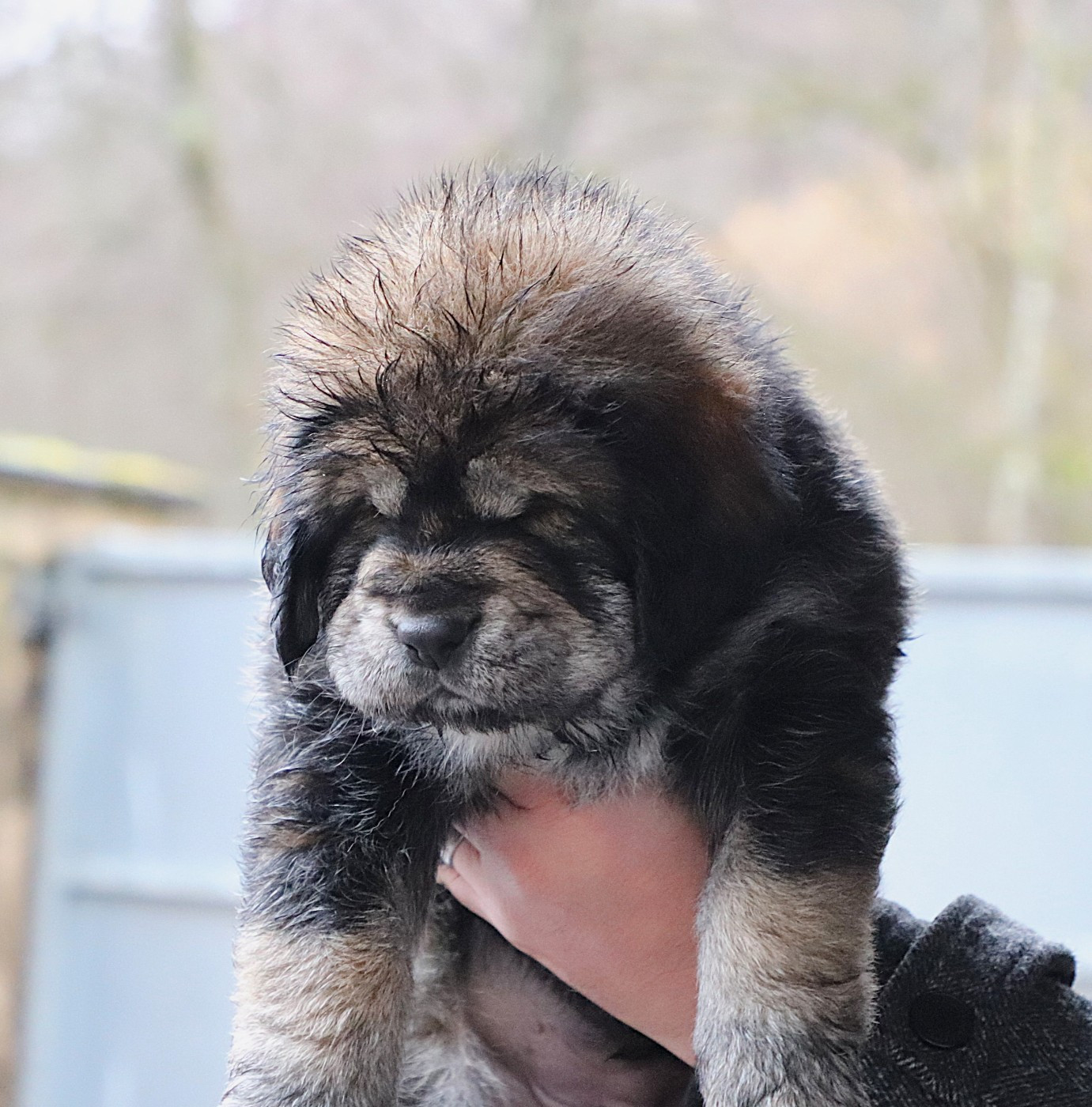 du domaine de Toundra - Chiots disponibles - Dogue du Tibet