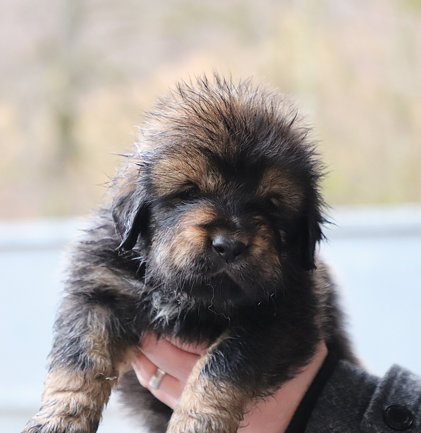 du domaine de Toundra - Chiots disponibles - Dogue du Tibet