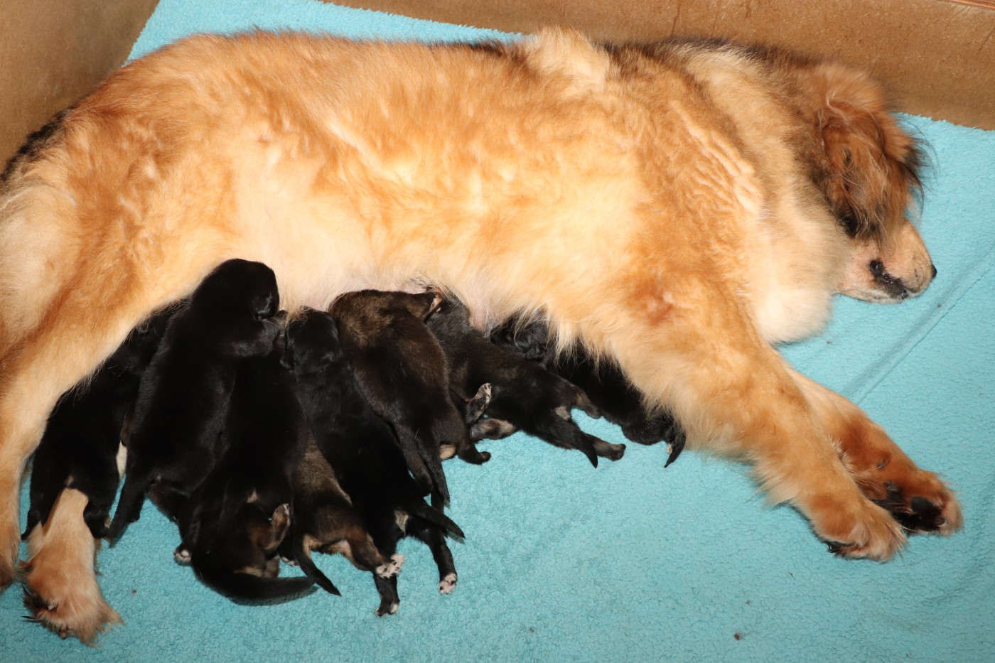 du domaine de Toundra - Dogue du Tibet - Portée née le 31/01/2026