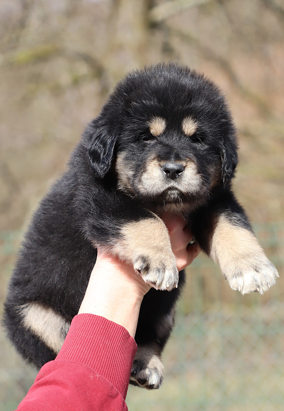 du domaine de Toundra - Chiots disponibles - Dogue du Tibet