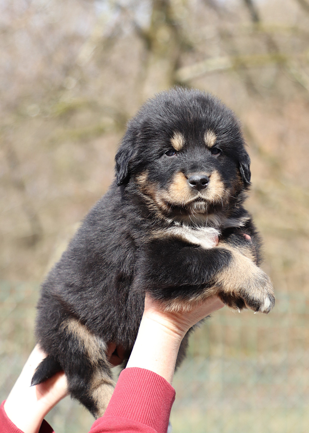 du domaine de Toundra - Chiots disponibles - Dogue du Tibet