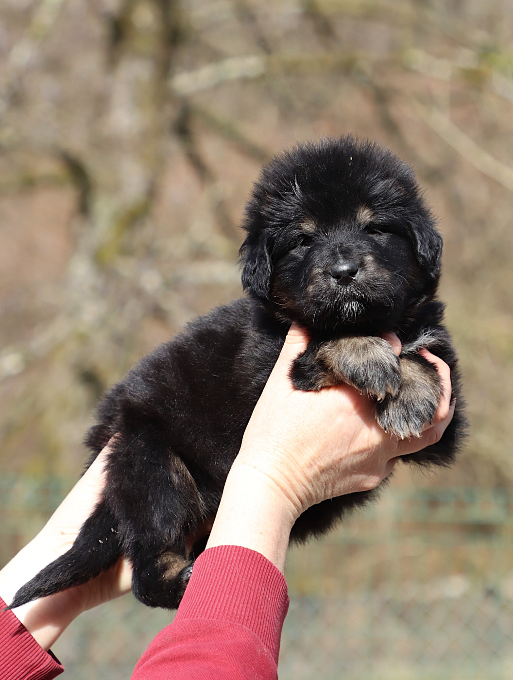 du domaine de Toundra - Chiots disponibles - Dogue du Tibet