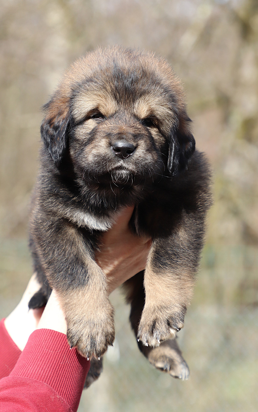 du domaine de Toundra - Chiots disponibles - Dogue du Tibet