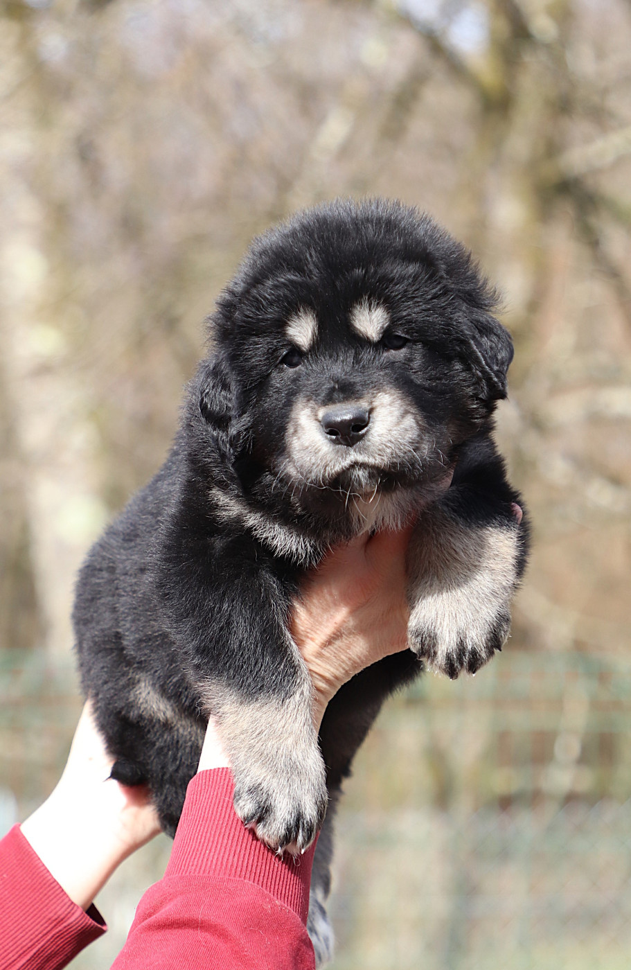 du domaine de Toundra - Chiots disponibles - Dogue du Tibet