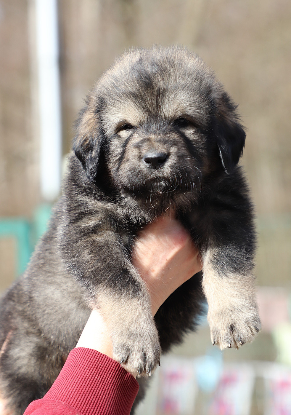 du domaine de Toundra - Chiots disponibles - Dogue du Tibet