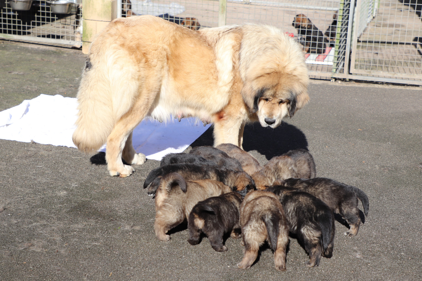 du domaine de Toundra - Dogue du Tibet - Portée née le 28/01/2026