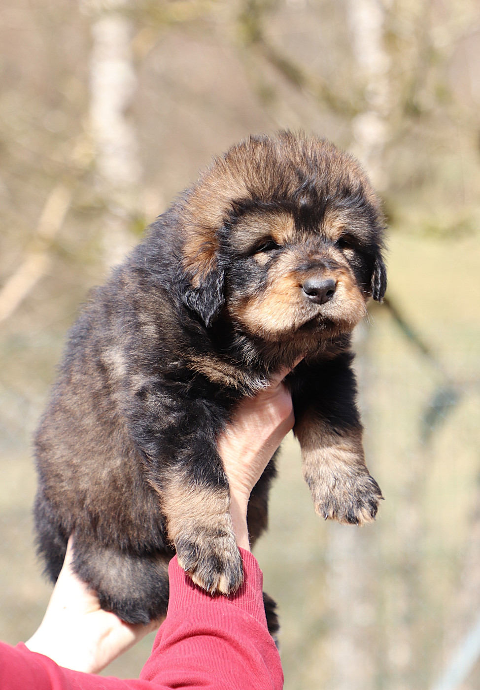 du domaine de Toundra - Chiots disponibles - Dogue du Tibet