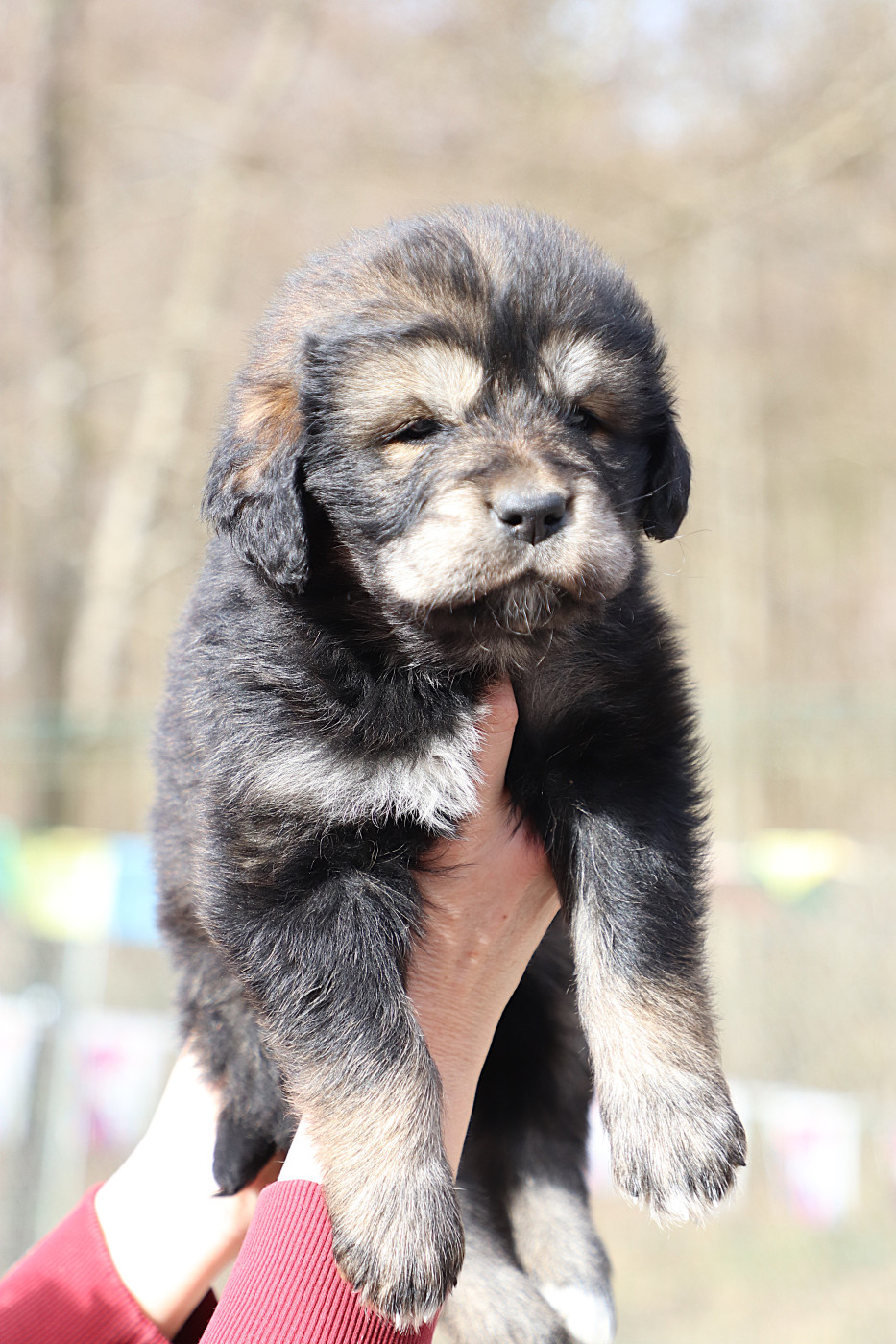 du domaine de Toundra - Chiots disponibles - Dogue du Tibet