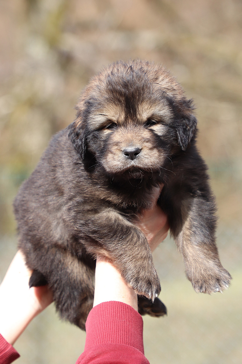 du domaine de Toundra - Chiots disponibles - Dogue du Tibet