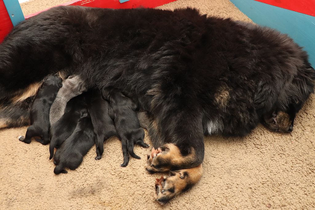 Chiot Dogue du Tibet du domaine de Toundra